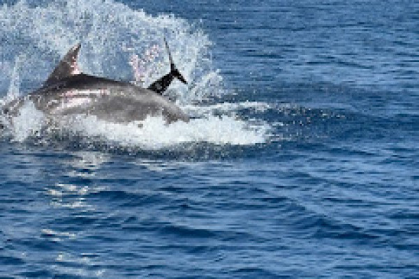 N°131 Avvistamento delfini da Capo Coda Cavallo